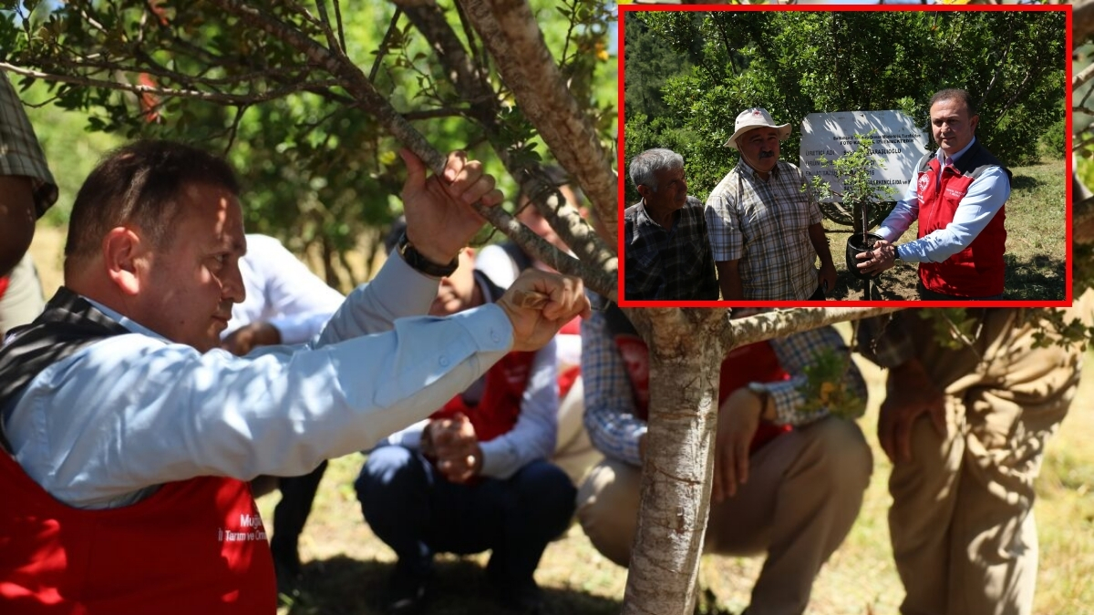 10 yıl önce dikildi, ilk hasadı yeni yapıldı! Yeni gelir kapısı olacağı düşünülüyor: Doğal ilaç olarak dikkat çekiyor