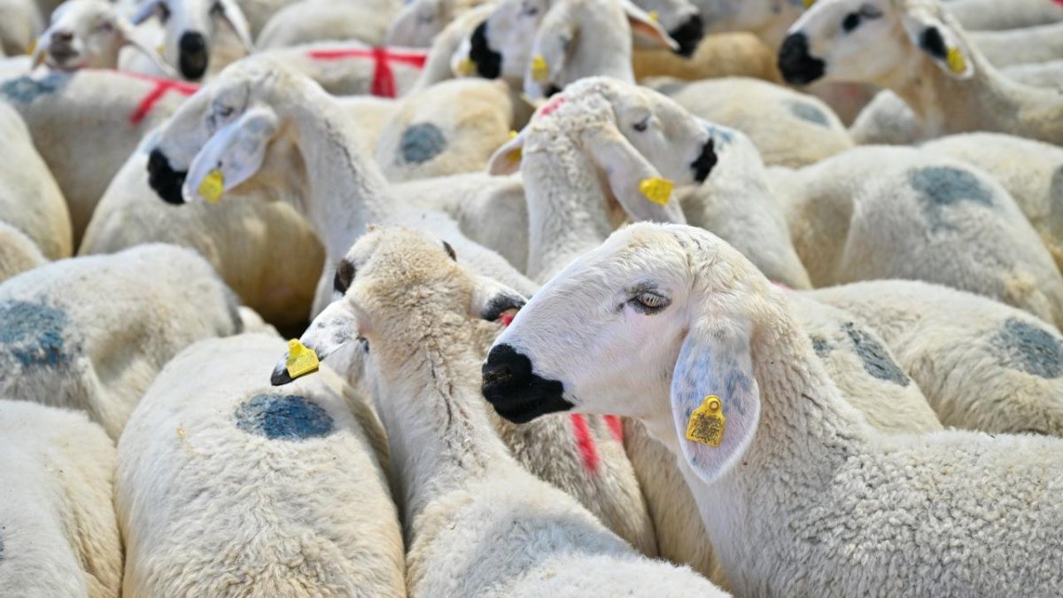 Kurbanlık sevkiyatları yüzde 20 düştü