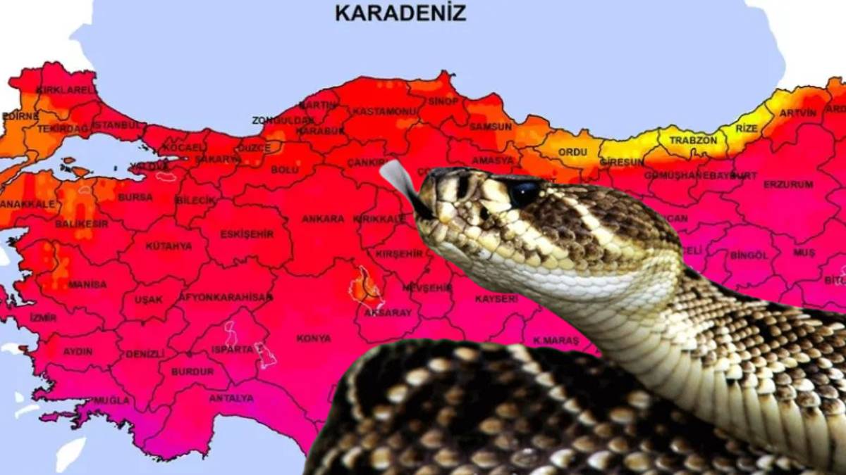 Dünyanın en zehirli yılanı okula girmeye çalışınca ortalık yıkıldı: O illerimizde istila başladı!