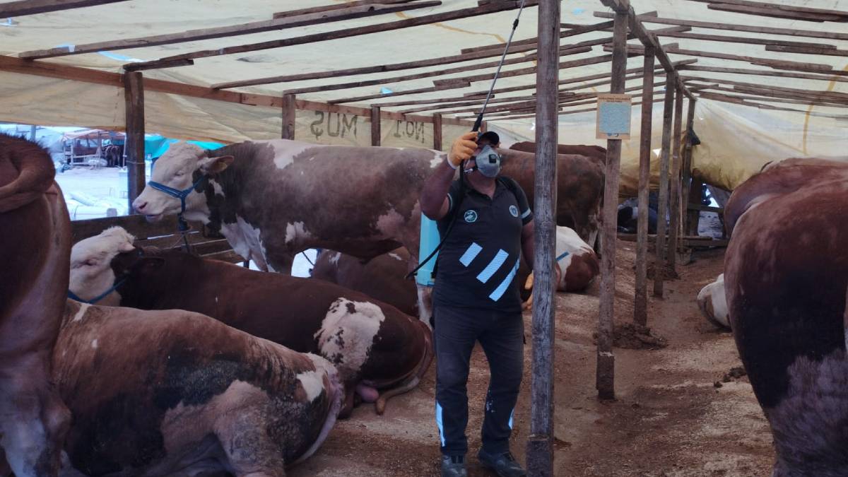 Sinekle mücadele tüm hızıyla sürüyor