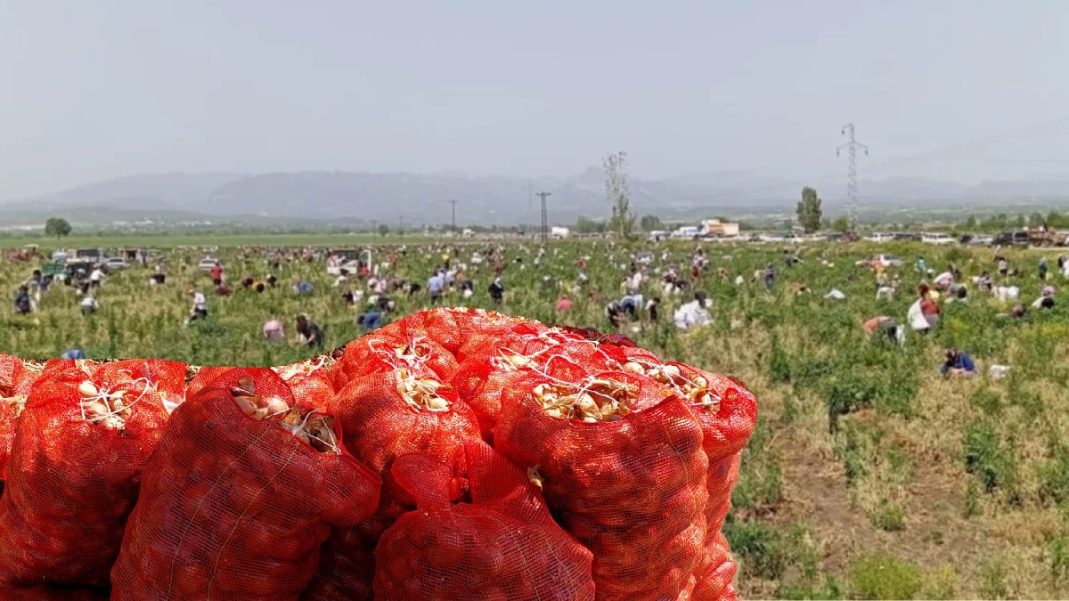 Marketlerde kilosu 20 TL, burada ücretsiz! Çiftçinin isyanı vatandaşın bayramı oldu: Bedavaya soğan dağıttı