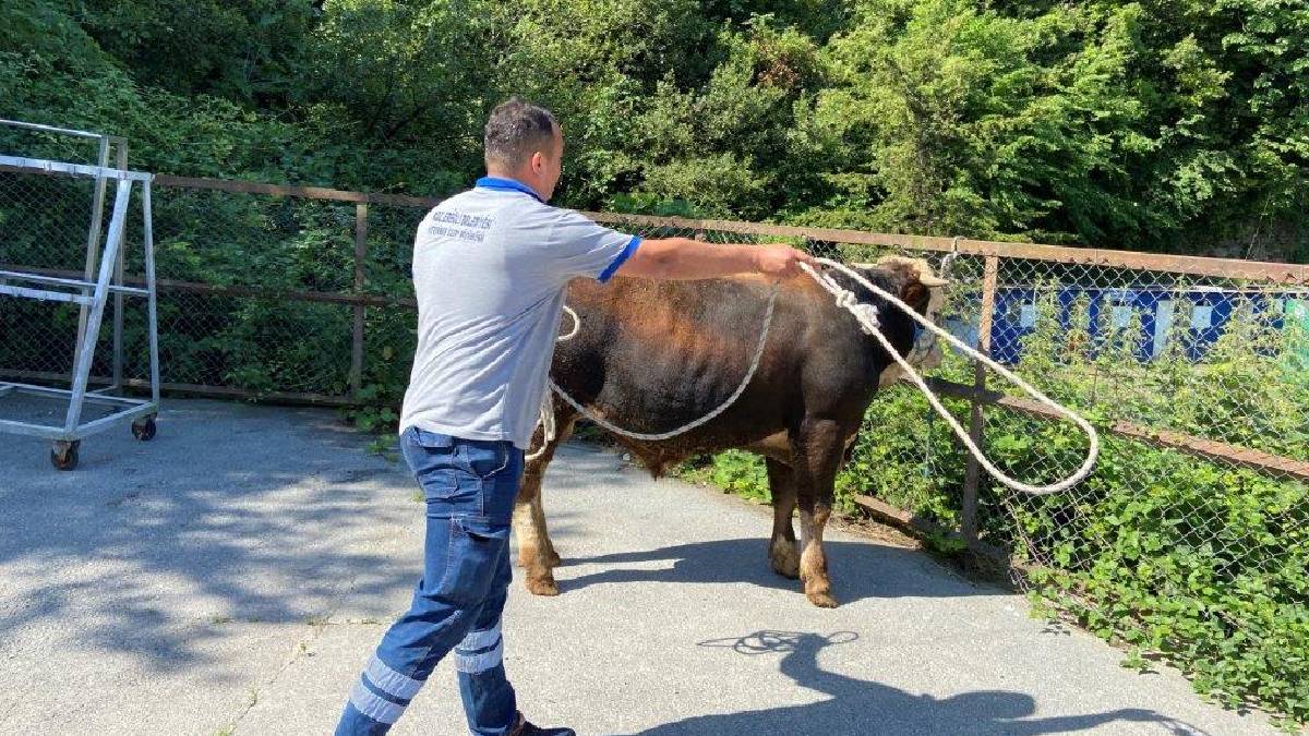 O ilimizde Kurban Yakalama Timi kuruldu! Vatandaşlar ihtiyaç durumunda yardım isteyebilecekler