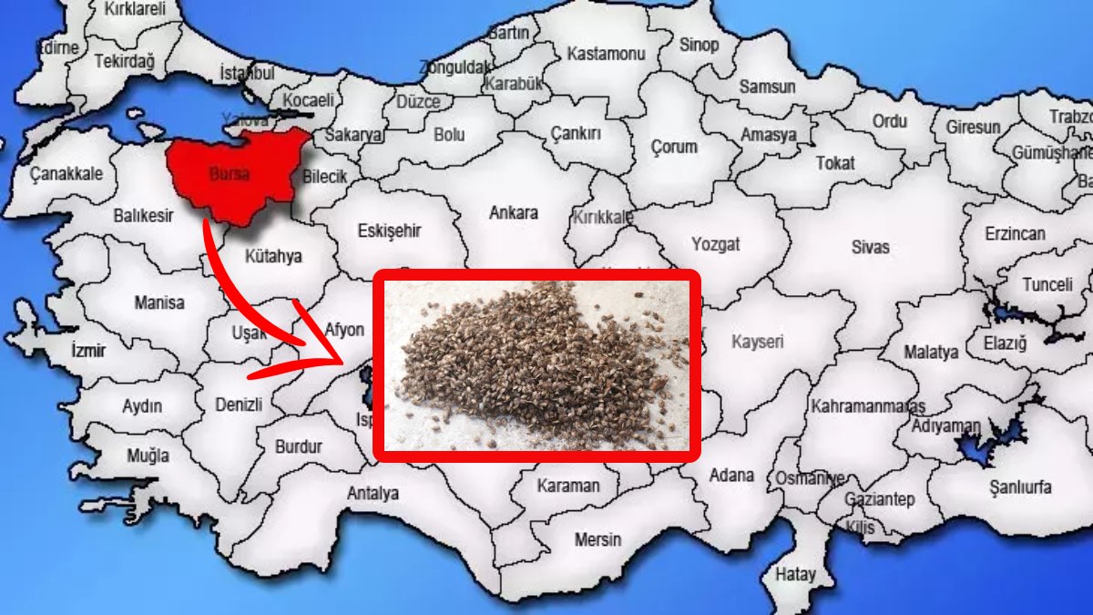 Türkiye’yi dört dolandı! Bursa’da alarm verildi: Böcek istilası verimi düşürüyor