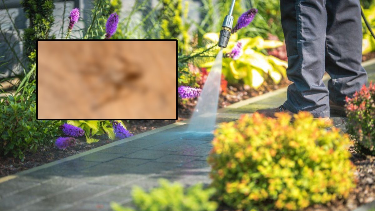 Uzmanlardan dikkat çeken çağrı! Bir anda arttılar: Bu örümceği görürseniz mutlaka bildirin!