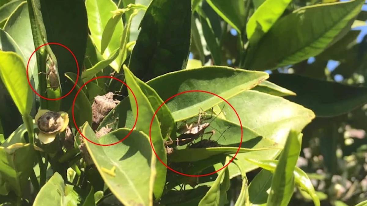 Sürü halinde o ilimizi istila ettiler! Önüne gelen tüm hasadı yiyip bitirdiler: Acilen önlem alın, kaliteyi düşürüyor