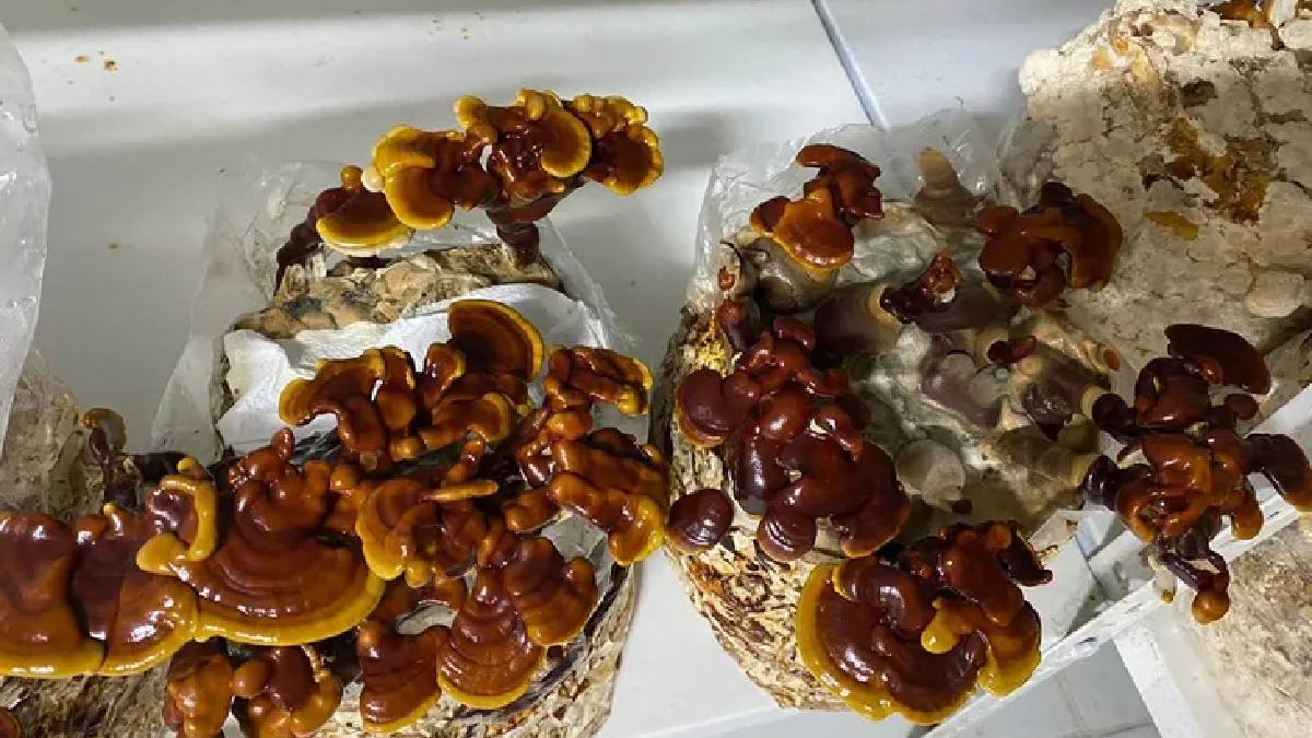 Bölgenin yeni gelir kaynağı! Üretimi kolay, kazancı ise büyük: İç ve dış pazarda yok satıyor, vatandaşın cebi doluyor