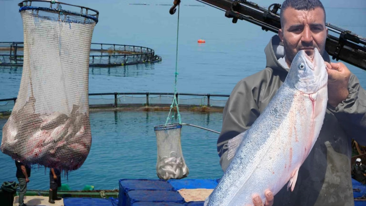 İlk hasat yapıldı, üretim başladı! İhracattaki yeni gözde oldu: Japonya, Çin ve Rusya’ya kapış kapış gidiyor