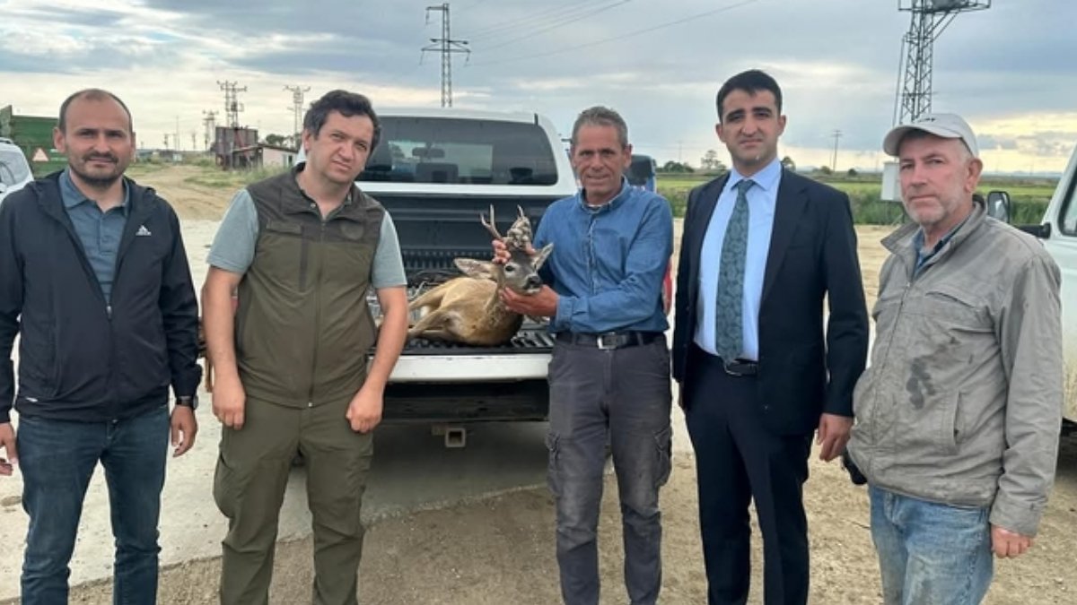 Edirne'de yürekleri ısıtan hareket: Su kanalına düşen karacayı çeltik işçileri kurtardı