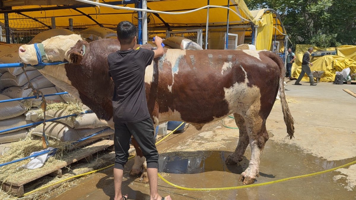 İstanbul'da 1 ton 200 kiloluk dana kurban pazarının şampiyonu oldu! 420 bin liradan alıcısını buldu