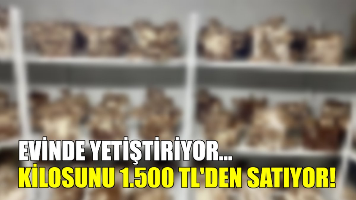 Evinde yetiştiriyor, kilosunu 1.500 TL'den satıyor! Hem kolay yetişiyor hem de ek gelir...