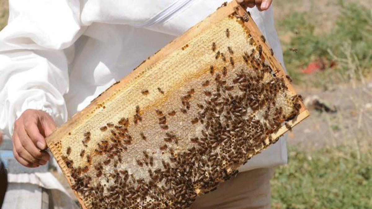 Sadece dört yılda bir hasat ediliyor! Bu balın azı şifa, fazlası tehlike