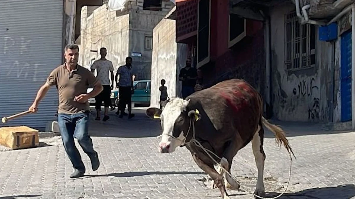 İBB Boğa Timi görev başında