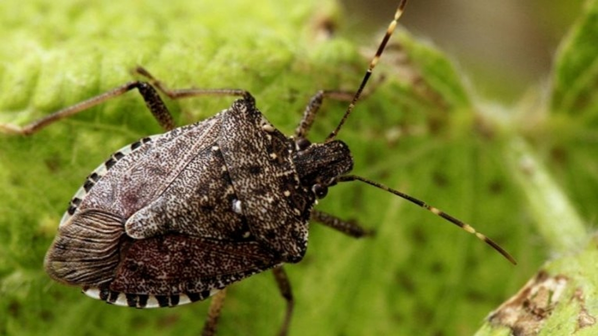 Bahçelere saldırdı, verimi bitirdi! Çiftçi isyan etmeye başladı: O ilimizde kapsamlı mücadele başlatıldı