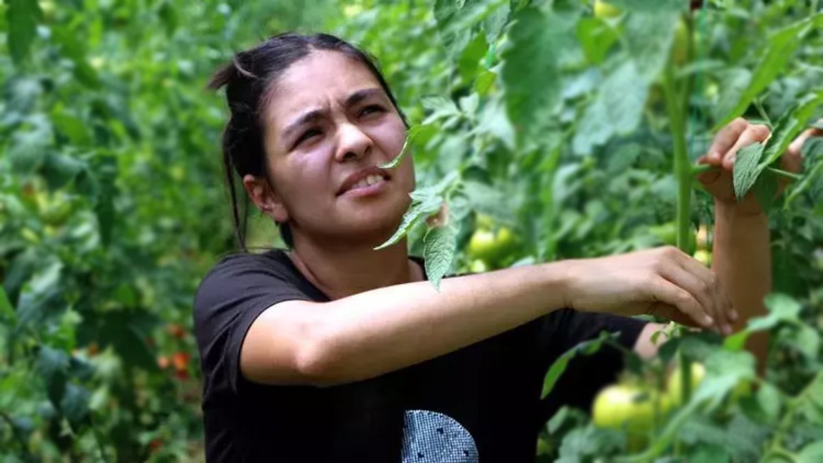 Önce abisini ikna etti, 500 metrekarede üretti! 21 yaşında büyük başarı, tüm satışlar patladı! En çok Karadeniz’e satılıyor