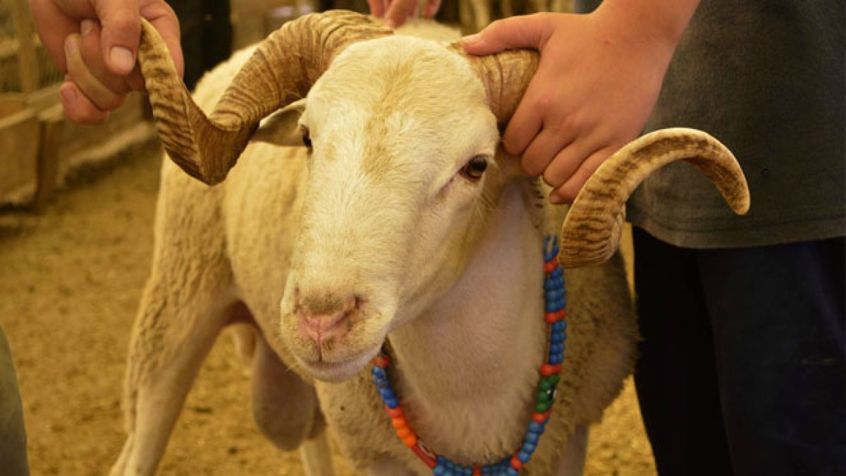 Kurbanlık alacaklar dikkat! İllere göre kurbanlık ve hisse fiyatları belli oldu
