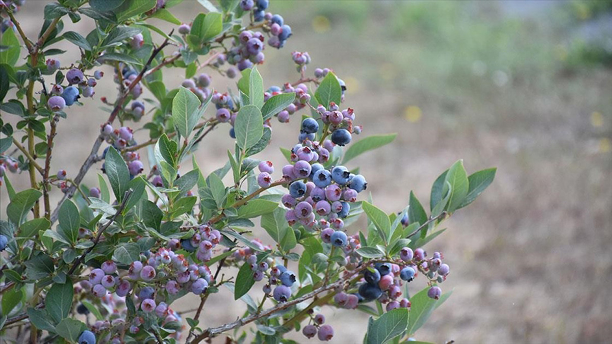Bilim insanları bu meyveyi “Süper Gıda” ilan etti: Her gün tüketenler kazanıyor! Hafızaya, kalbe, cilde, sindirime birebir!