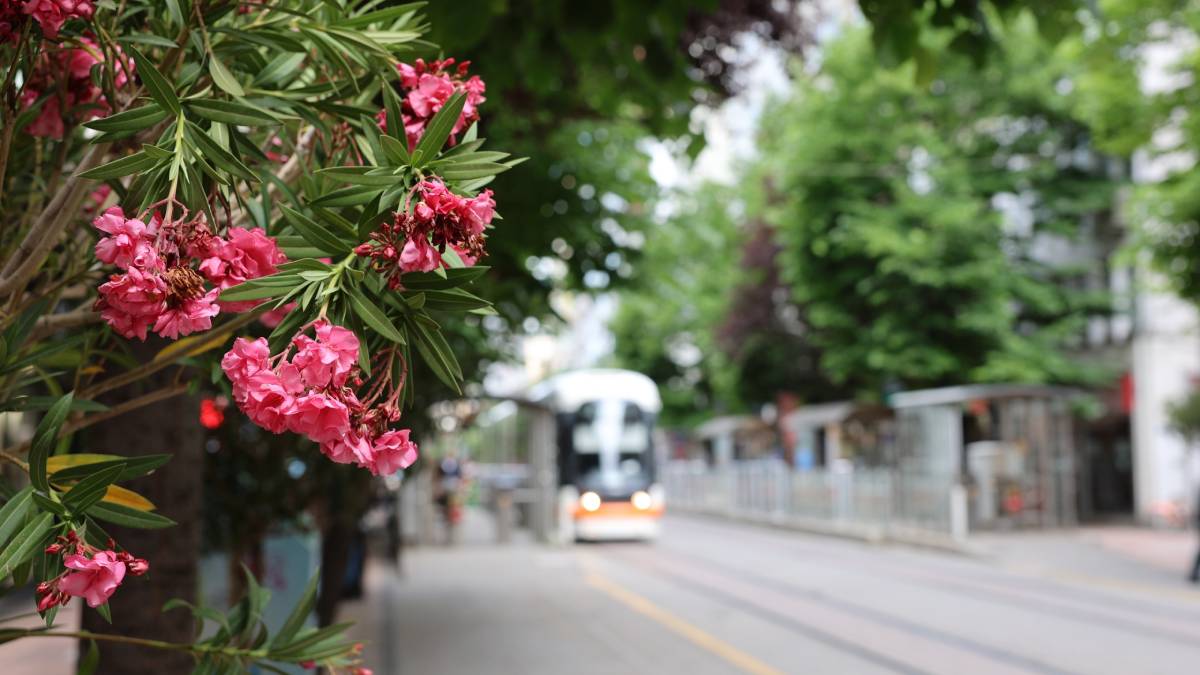 Köprübaşı palmiyeler ve zakkumlarla süslendi