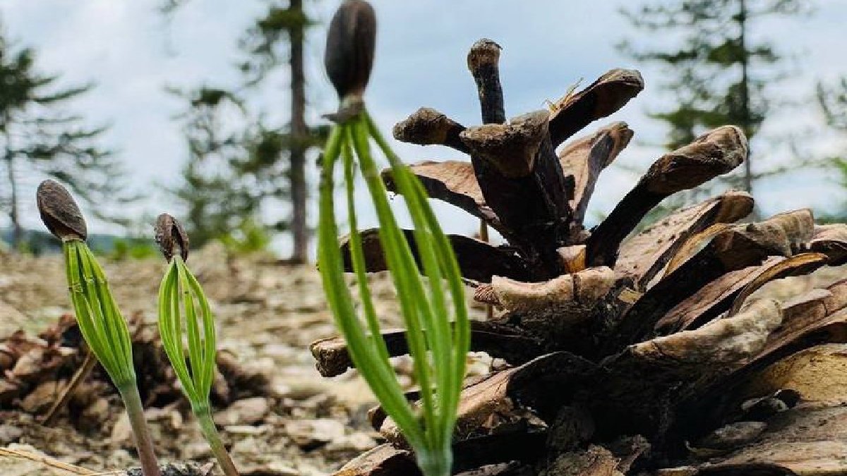 Bolu ormanlarında görülüyor, topraktan fışkırıyor! Başlarını gösterdi, herkes bayram etti