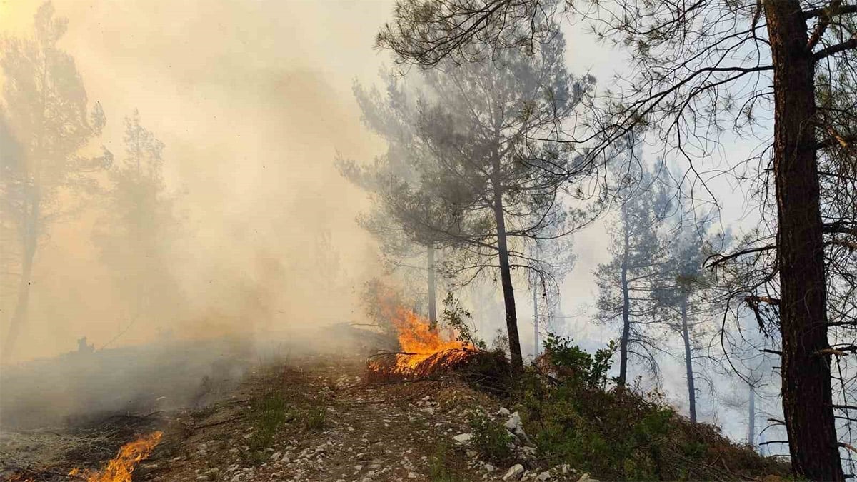 Balıkesir'de orman yangını! Havadan ve karadan müdahale sürüyor