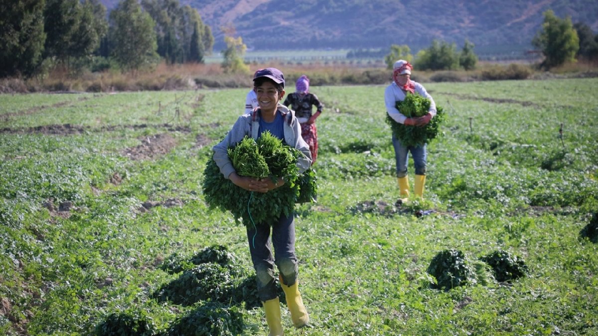 Sabah erkenden başlıyor, günlük 1000 TL kazandırıyor! Tarlaların boş kalmadığı şehir, yeni ürünlerini toplatıyor
