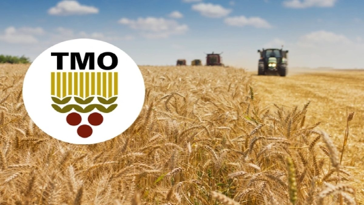 Herkes dört gözle bekliyordu… TMO 2025 yılı hububat fiyatlarını açıkladı! Hesaplara yatırılacak