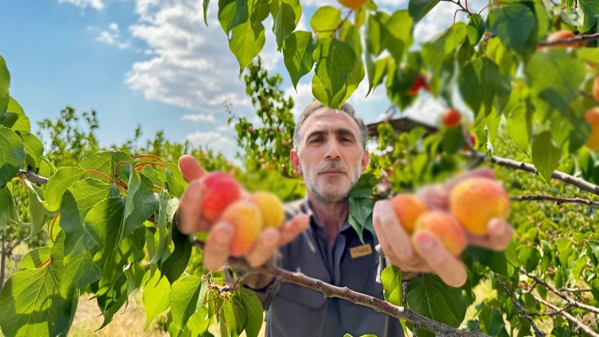 Malatya’ya rakip çıkıyor, lezzetiyle kıskandırıyor! Tescilli üründe hasat vakti geldi çattı, üretici yeşil ışık yaktı