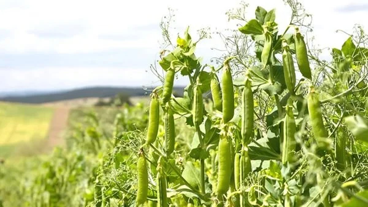 Kimse bu kadar etkili olduğunu bilmiyordu! Pazarda gördüğünüz bu sebze tokluk sağlıyor, kataraktı önlüyor, kansızlığa birebir