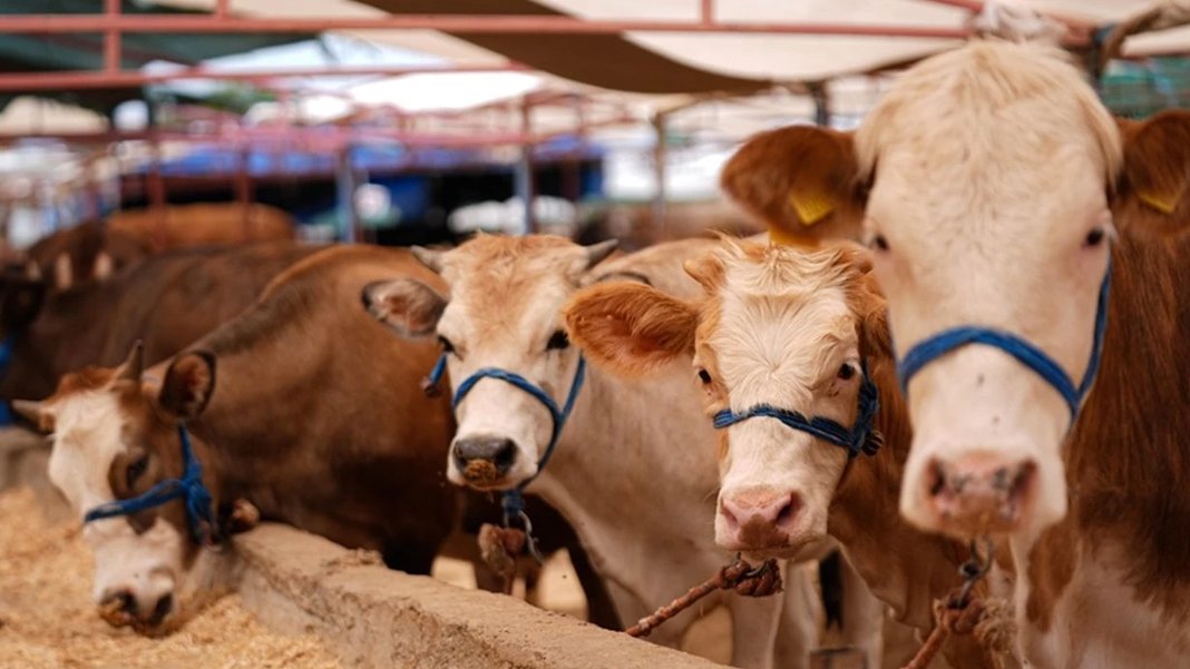 Kurbanlık seçimine dikkat: 'Küpe ve belge' uyarısı