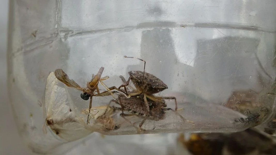 Ordu’da kahverengi kokarca ile 1 TL’lik mücadele