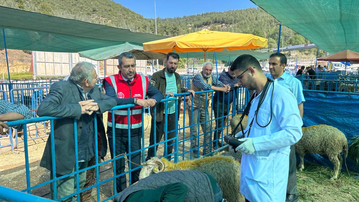 Kurban Satış Pazarında hayvanlara gebelik testi yapılıyor