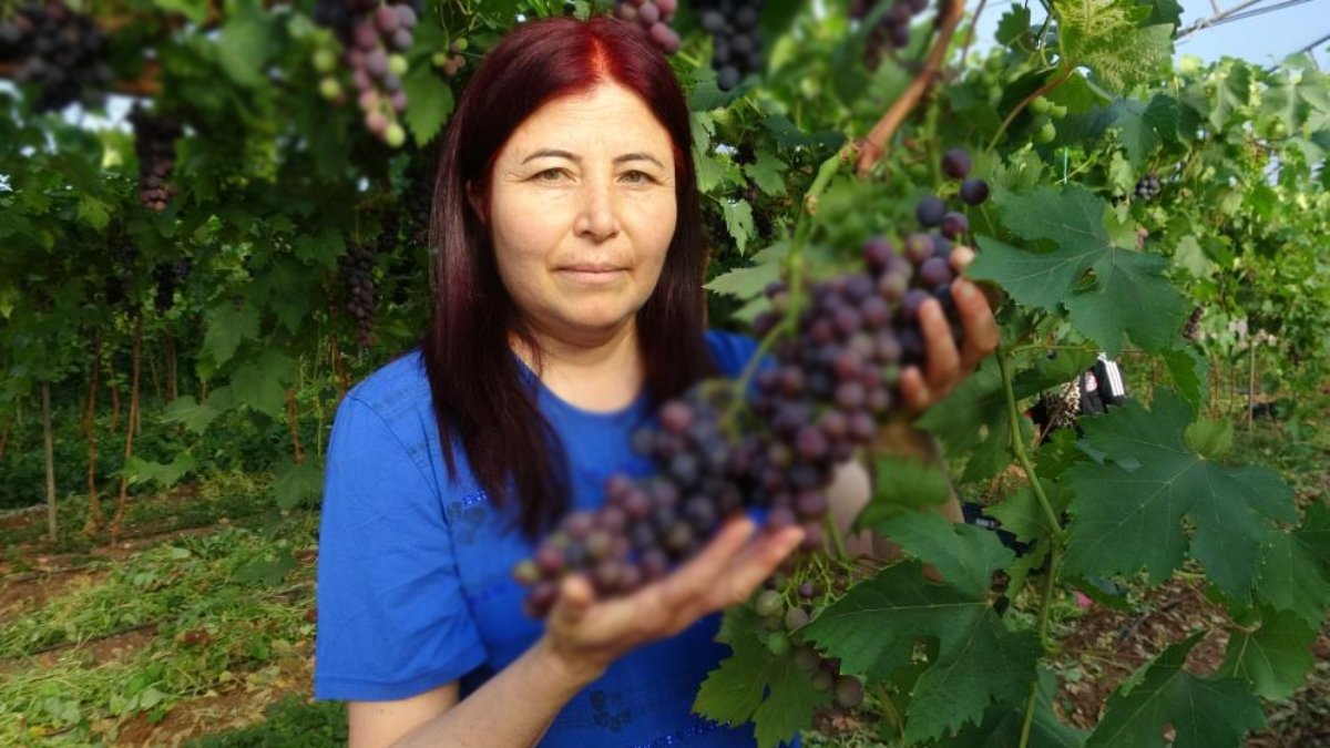 Siyah İnci’de hasat vakti! Kilosu 250 TL’ye satılıyor, doktorlar ilaç niyetine öneriyor! Tezgahta bulan kaçırmıyor