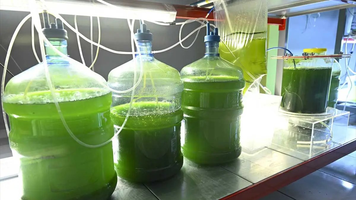 Geleceğin yeşil altını: Kozmetik, gıda, tarımın parlayan yıldızı olacak! Ankaralı girişimciye İngiltere’de ortak olmak istiyor