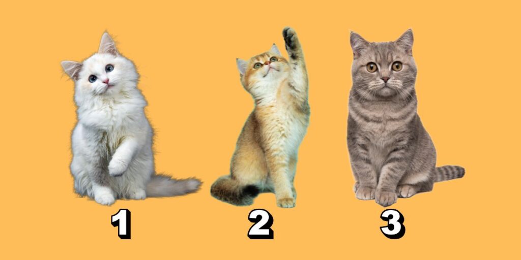 Kişilik testi: Maceracı bir ruhun olup olmadığını öğren! Hemen bir kedi seç!