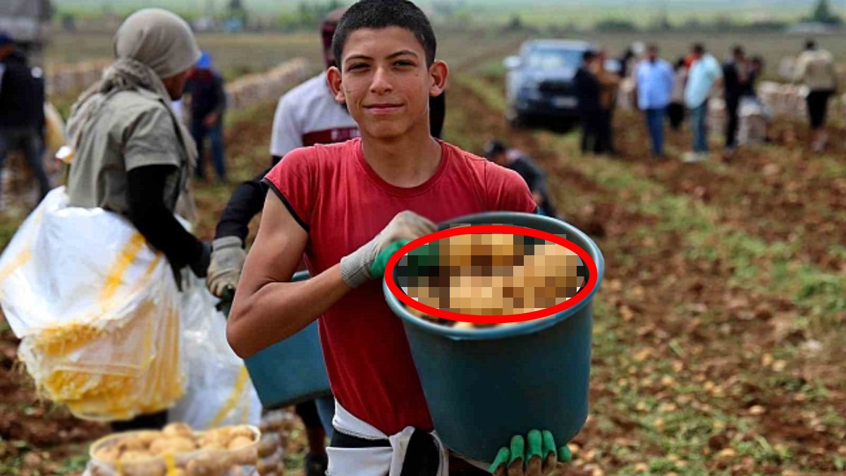 25 gün geç kaldı, 20 TL’den alıcı buldu! Traktörler tüm tarlaları didik didik etti! İlk hasat yapıldı