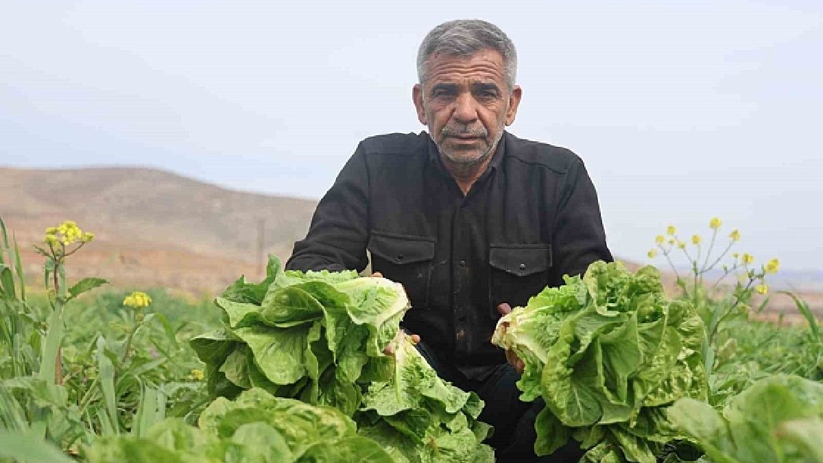 Türkiye’nin üretim ambarında hasat vakti! Tarlada bedavadan satılıyor, markette zam üstüne zam