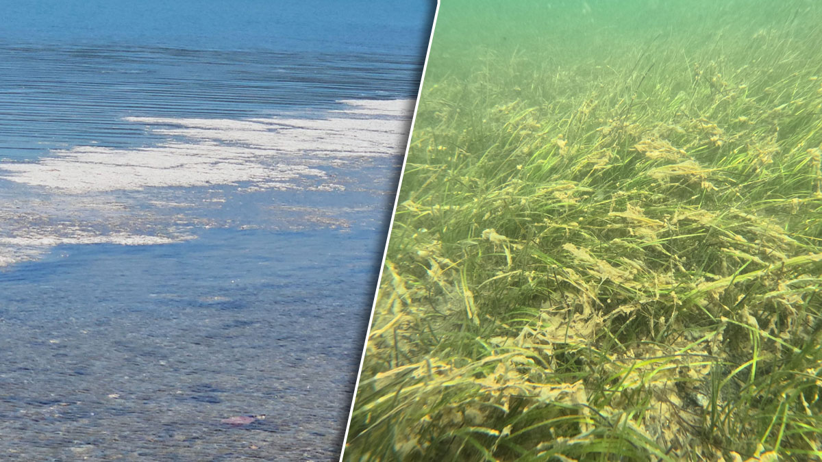 Müsilaj Marmara ve Karadeniz'de etkisini sürdürüyor