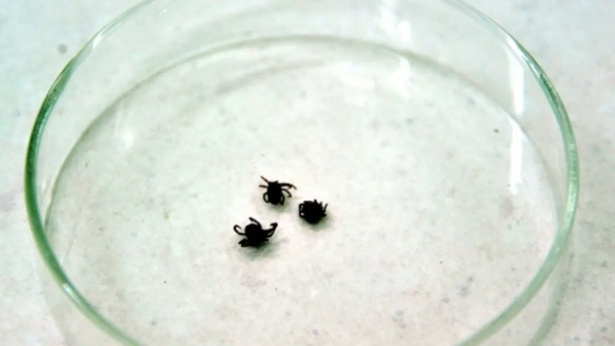 Sivas’ta KKKA alarmı: Ölü sayısı 5'e yükseldi