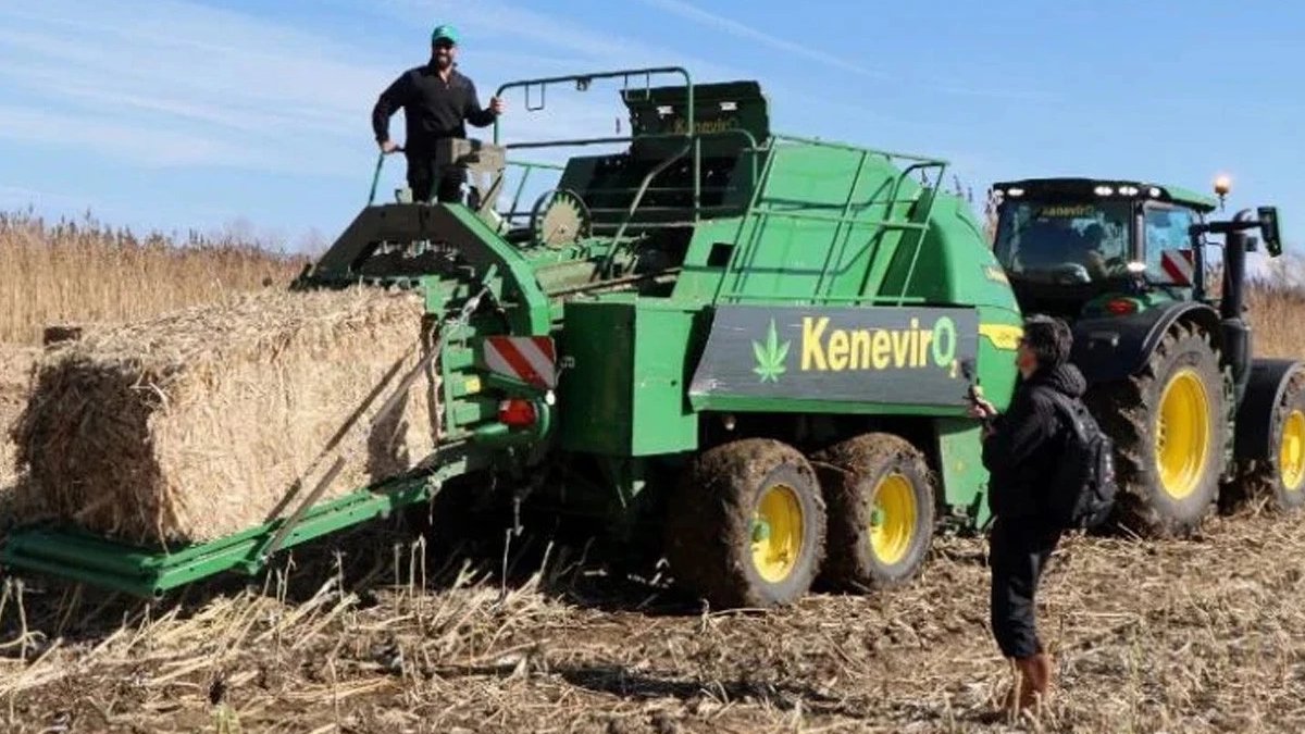 Türkiye’de ilk endüstriyel kenevir üretimi yapan şirket konkordato ilan etti