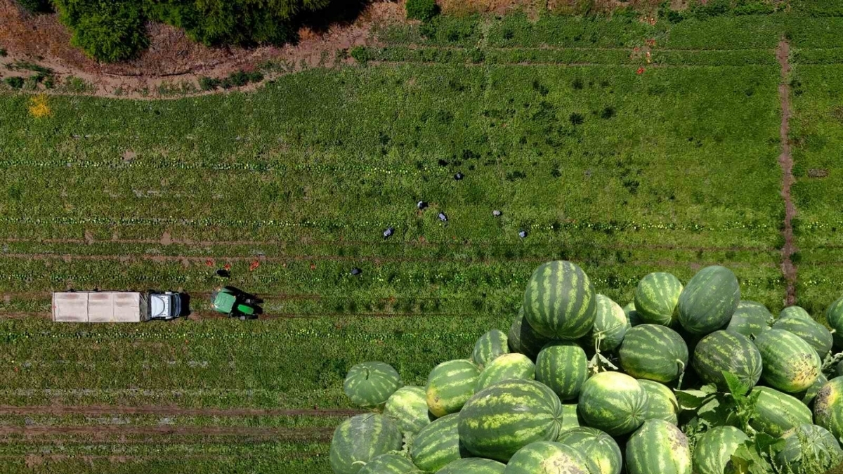 Kilosu 9 liraya kadar düşmüştü! Bayram sonrası bu fiyatları unutun: Yeniden yükselişe geçiyor