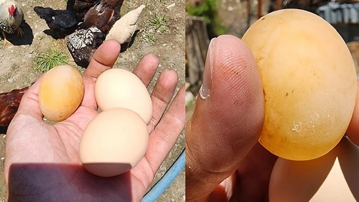 Kümese gitti hayatının şokunu yaşadı! O yumurtayı başka bir yerde göremezsiniz