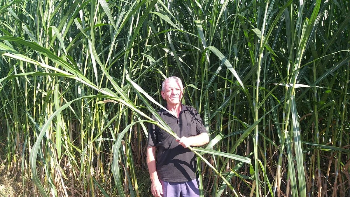 1 haftada topraktan fışkırıyor, boyu 3 metreye ulaşıyor! Bir kez eken 15 yıl topluyor! Topraktan verim fışkırıyor