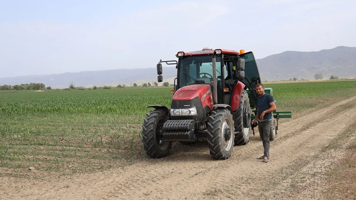 Kuraklık pamuk üretimini vurdu, çiftçiler mısıra yöneldi