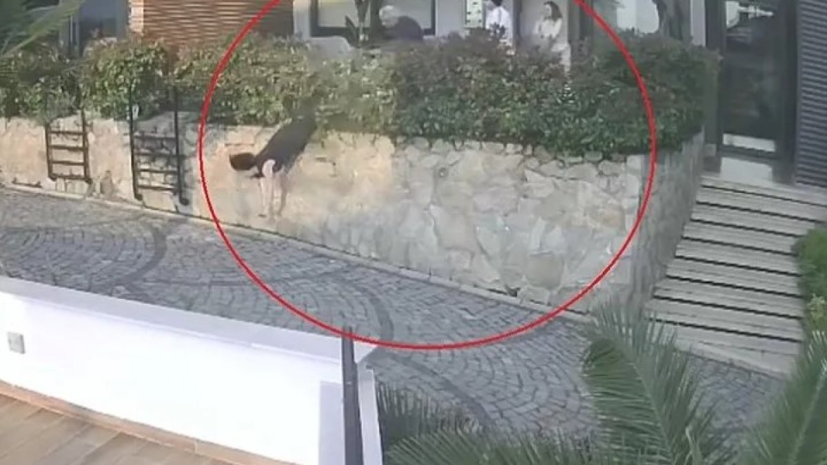 Ordu’da komşu kavgası hastanelik etti: Doktorun ittiği kadın, ağır yaralandı