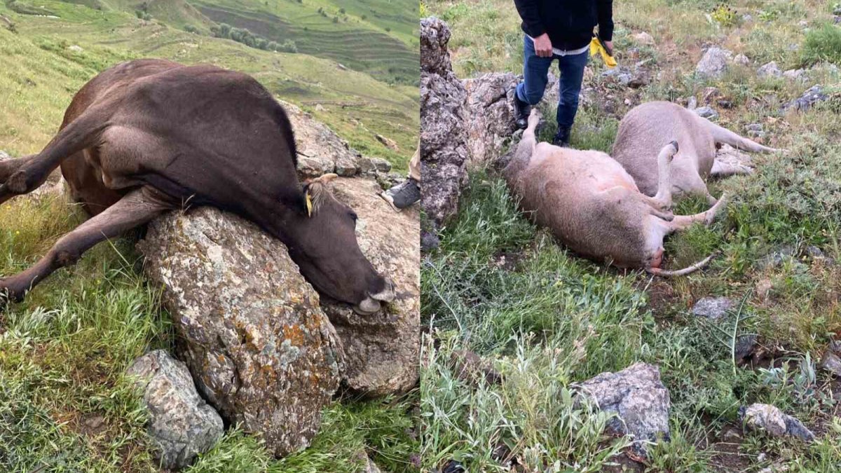 Hakkari’de sağanak yağış felakete dönüştü: Yıldırım 3 ineği telef etti