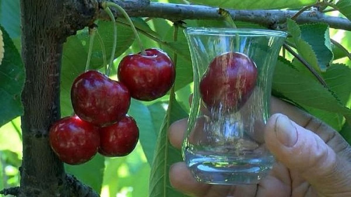 Bu kiraz dev boyutuyla çay bardağına bile sığmıyor! Fiyatı altınla yarışıyor:Tezgaha çıkmadan satıp üreticisine bayram ettiriyor