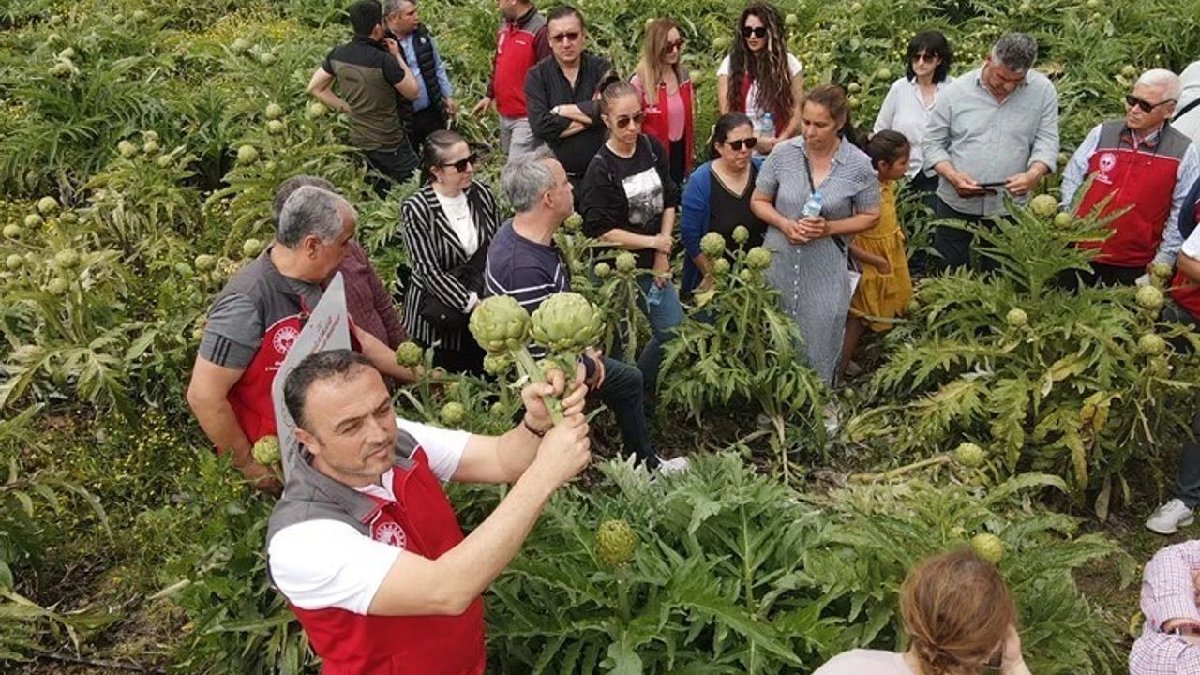 Boş tarlalara ektiler, olmaz deyip bel bağlamadılar! Köylüye geçim kapısı oldu: Günde tonlarca toplanıyor