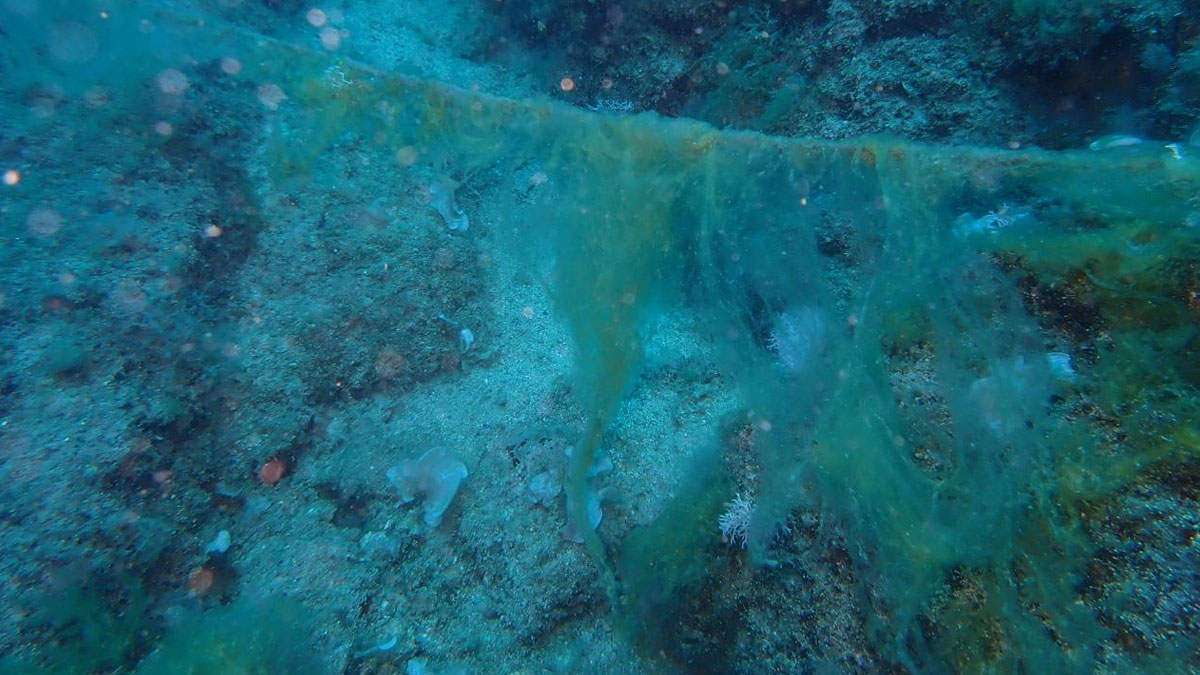 Mersin Körfezi'nde 'dip müsilajı' alarmı: Ekosistem tehdit altında