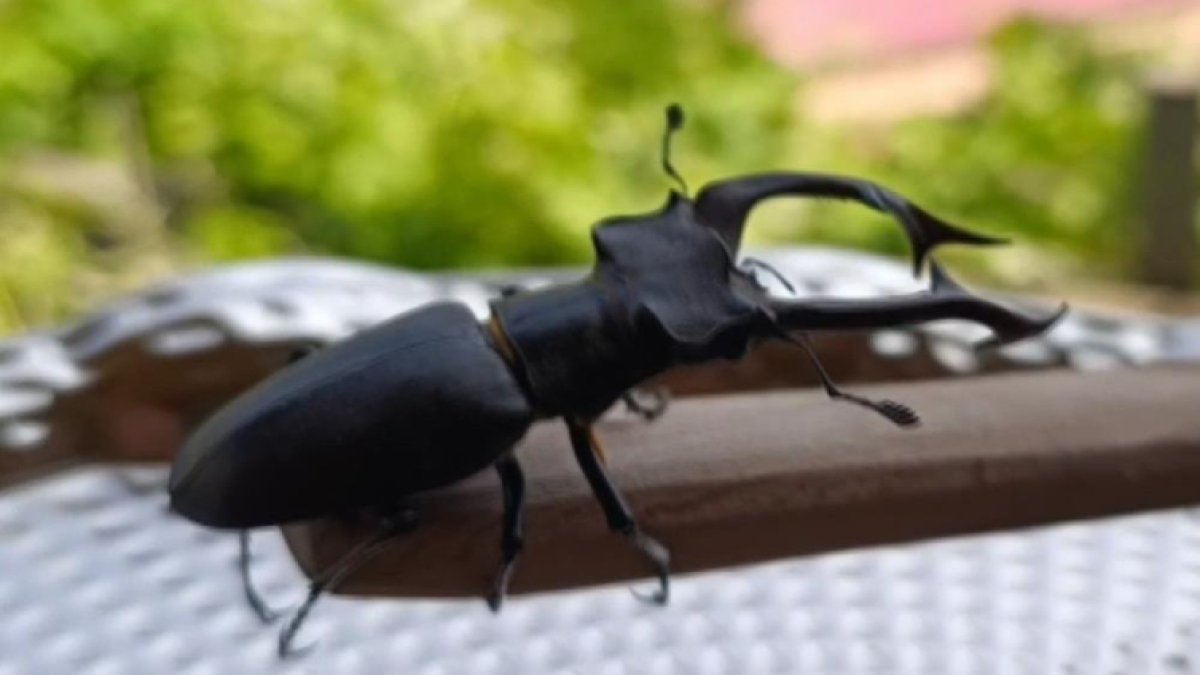 Geyik böceğini öldürmenin cezası 557 bin tl