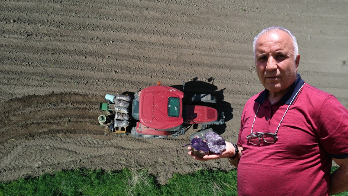 Memleketine döndü, hayatını değiştirdi! Verim alında üretimi 5 katına çıkardı: Mor patates üretimi ondan soruluyor