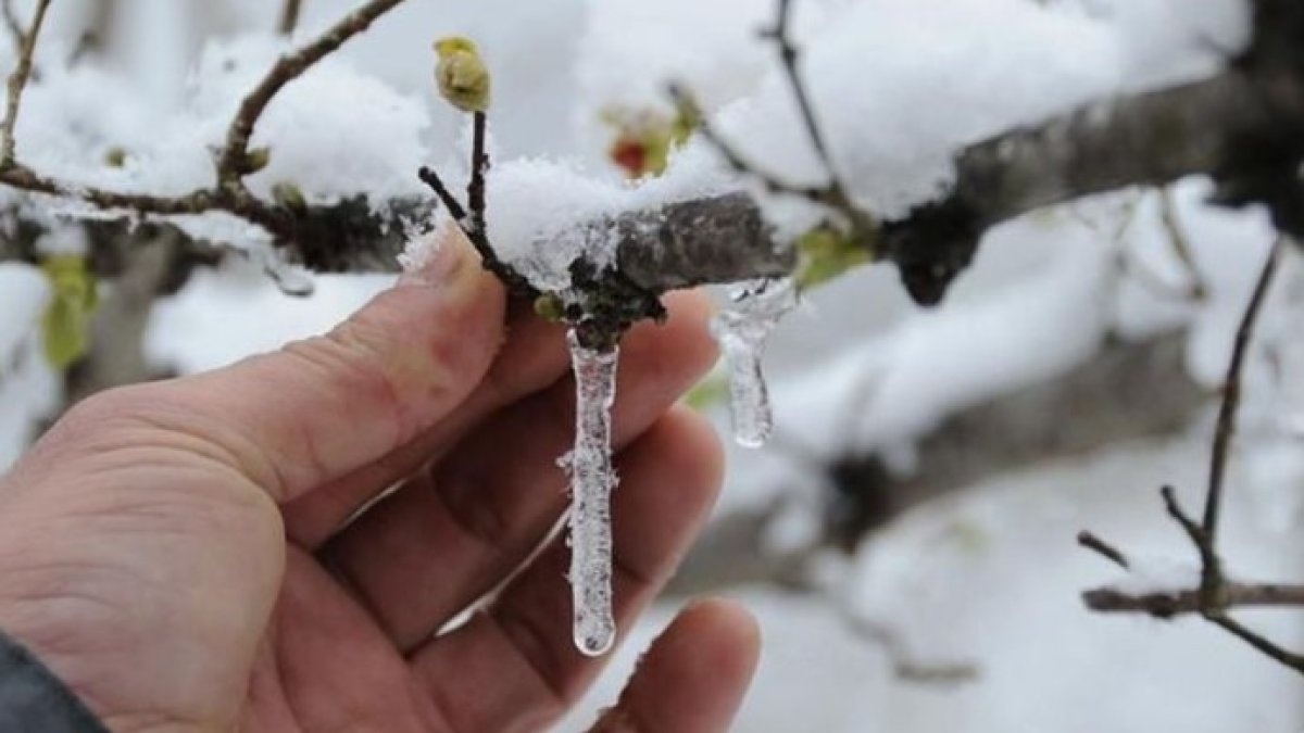 Fındıkta kayıp en az yüzde 40-50 olacak